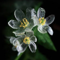 گل اسکلت Skeleton Flower 